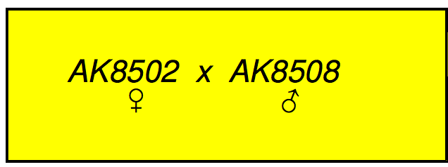 fig.4