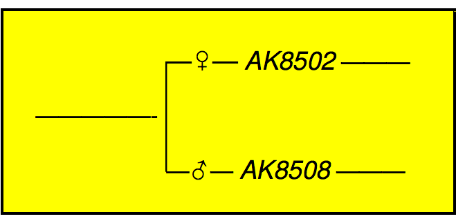 fig.5