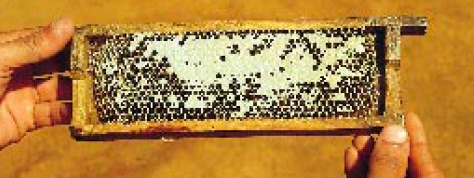 Apis cerana: cadre plein de miel.