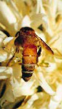 Ouvrière d'Apis dorsata butinant (pollen et nectar) sur une inflorescence de caféier.