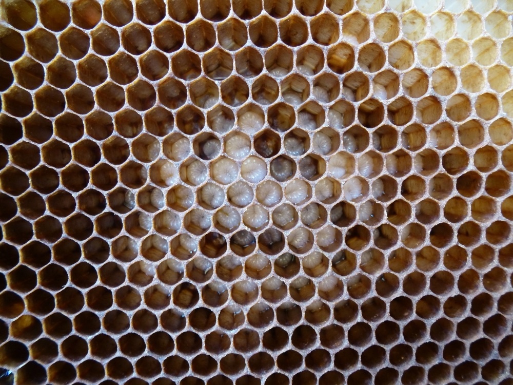 Couvain destiné à l’infestation