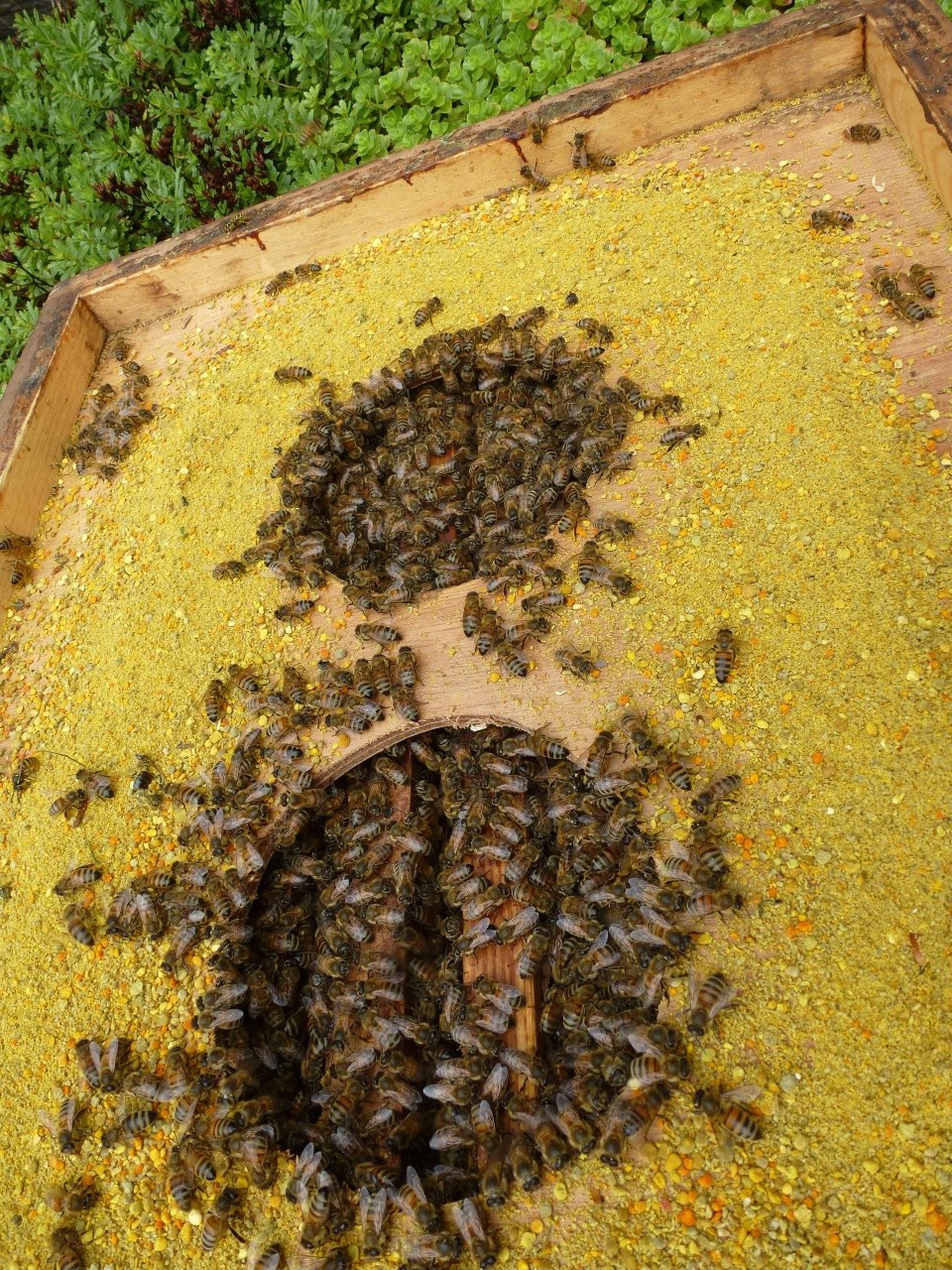 Aufzucht August/Fütterung Pollen/Honig