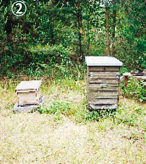 læsø hives.