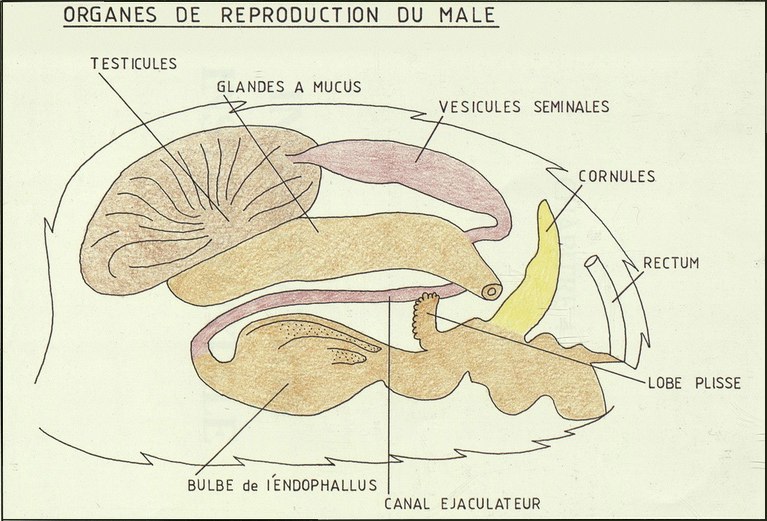 croquis de la constitution des organes sexuels de la reine