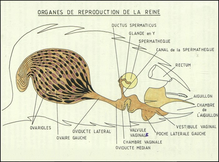 croquis de la constitution des organes sexuels de la reine