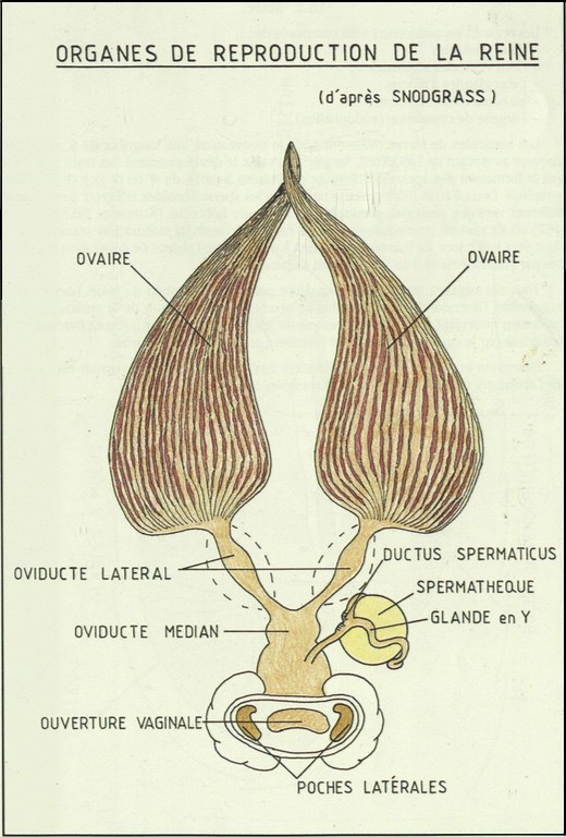 croquis des organes sexuels de la reine