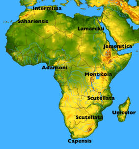 African honeybees races