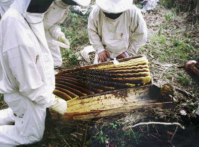 An opened log hive on 3500 meters on Mt Elgon