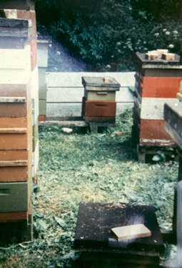 Apiary of Poul Erik Karlsen on Bornholm