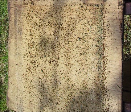 Blick wenig Varroa