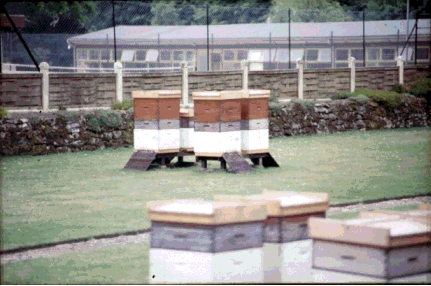 Colonies d'levage