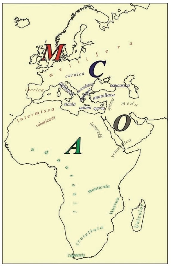 Les races d'abeilles d'Afrique