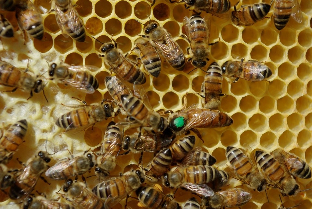 Breeder Icon
 or Photo
 or Stand