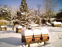 Breeder Icon
 or Photo
 or Stand