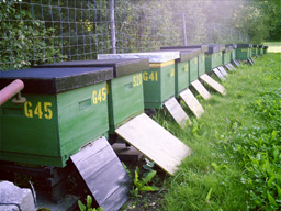 Breeder Icon
 or Photo
 or Stand