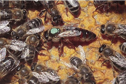 Breeder Icon
 or Photo
 or Stand