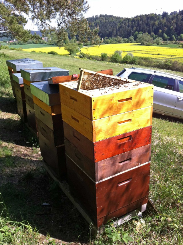 Breeder Icon
 or Photo
 or Stand