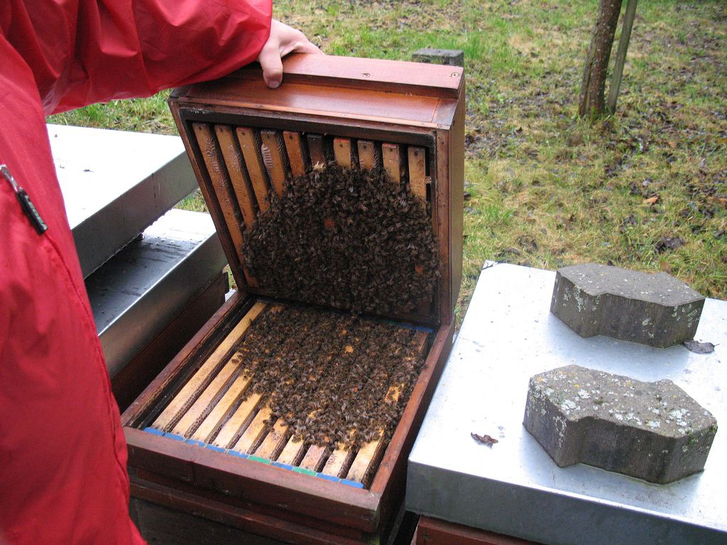 Breeder Icon
 or Photo
 or Stand