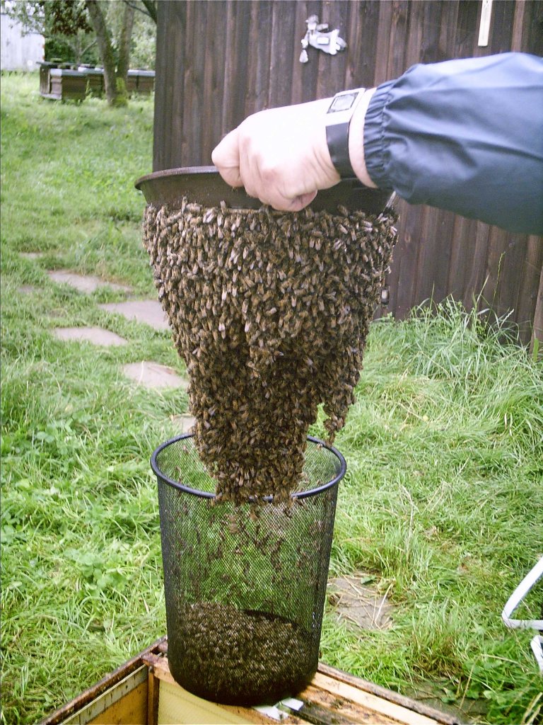 Breeder Icon
 or Photo
 or Stand