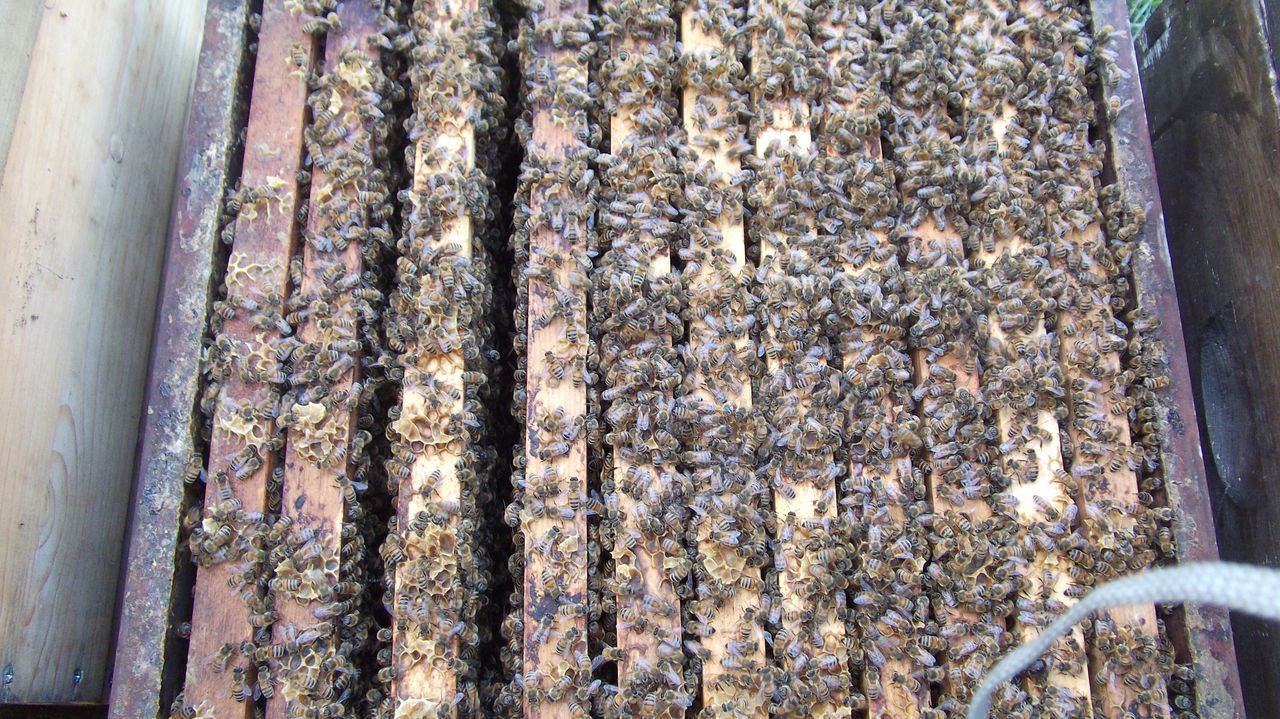 Breeder Icon
 or Photo
 or Stand