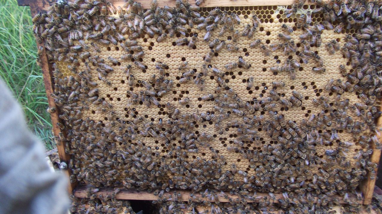 Breeder Icon
 or Photo
 or Stand