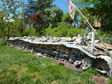 Breeder Icon
 or Photo
 or Stand