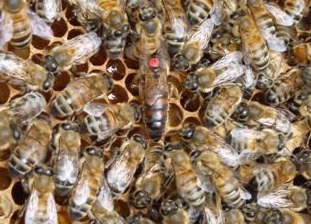 Breeder Icon
 or Photo
 or Stand