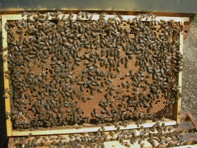 Breeder Icon
 or Photo
 or Stand