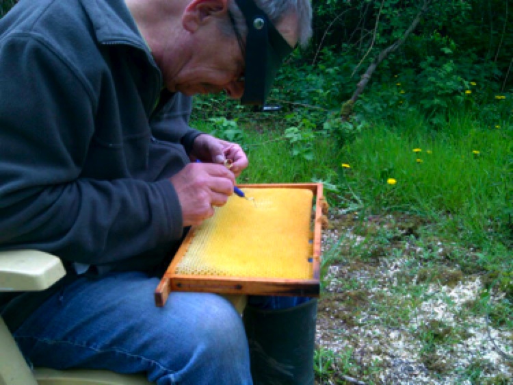 Breeder Icon
 or Photo
 or Stand