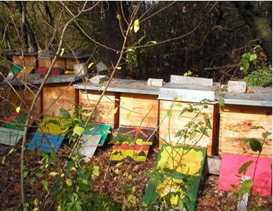 Breeder Icon
 or Photo
 or Stand