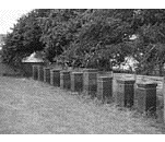 Breeder Icon
 or Photo
 or Stand