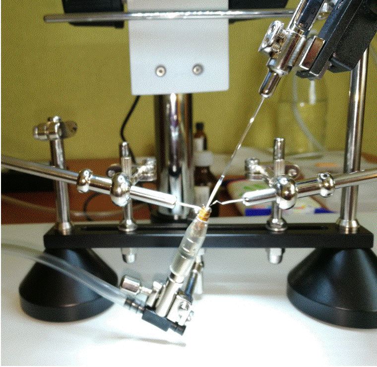 Breeder Icon
 or Photo
 or Stand