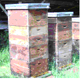 Breeder Icon
 or Photo
 or Stand