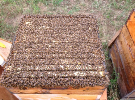 Breeder Icon
 or Photo
 or Stand