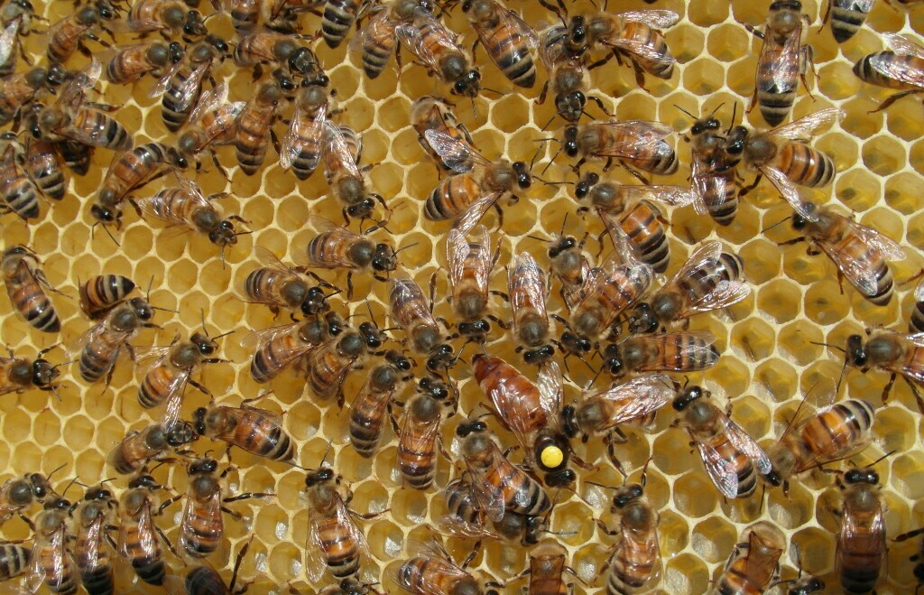 Breeder Icon
 or Photo
 or Stand