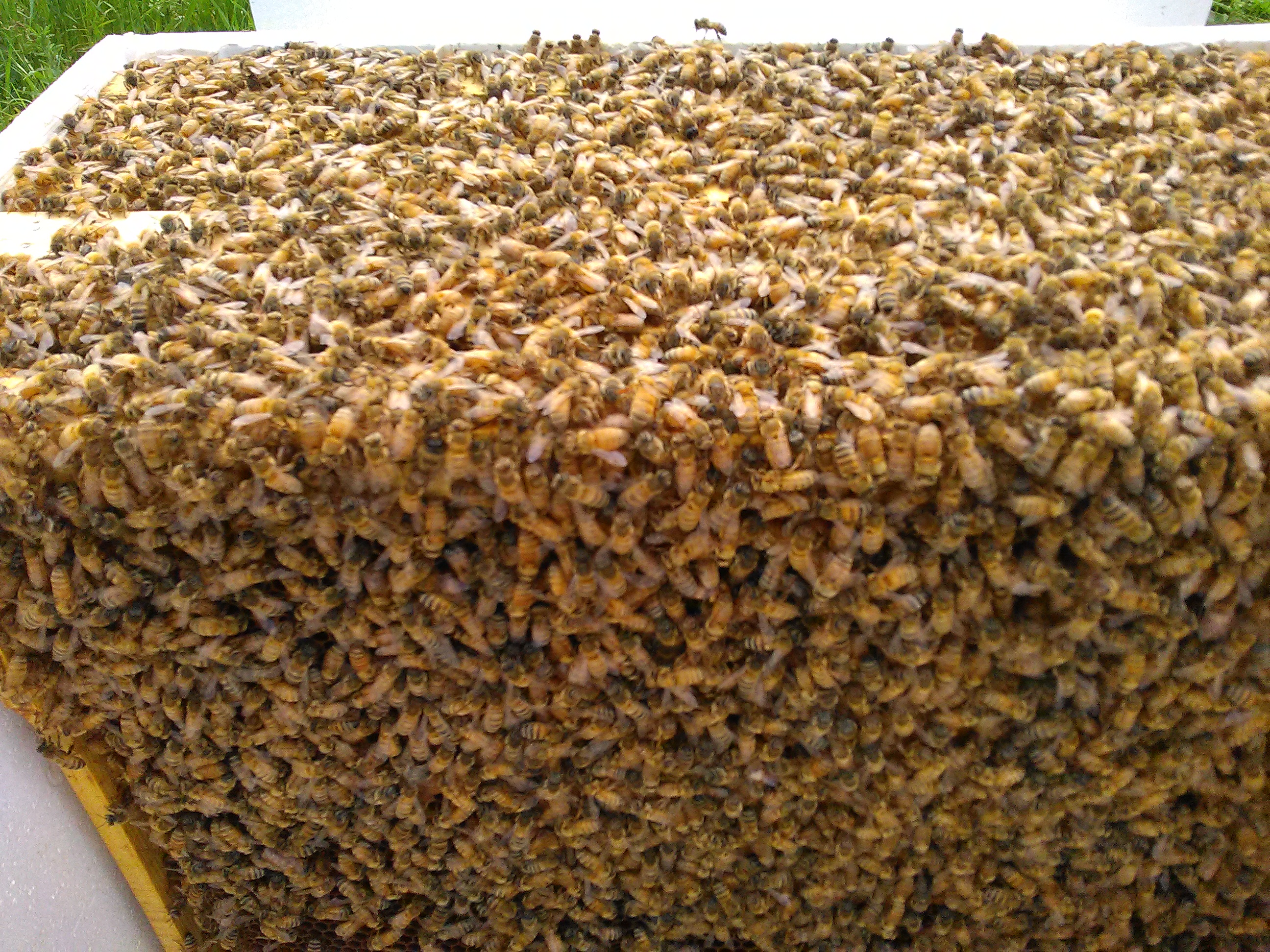 Breeder Icon
 or Photo
 or Stand