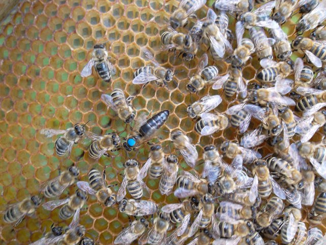 Breeder Icon
 or Photo
 or Stand