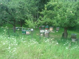 Breeder Icon
 or Photo
 or Stand