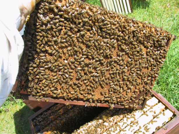 Breeder Icon
 or Photo
 or Stand