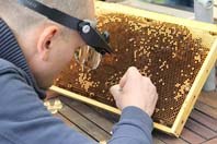 Breeder Icon
 or Photo
 or Stand