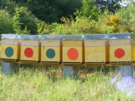 Breeder Icon
 or Photo
 or Stand