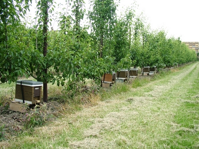 Breeder Icon
 or Photo
 or Stand