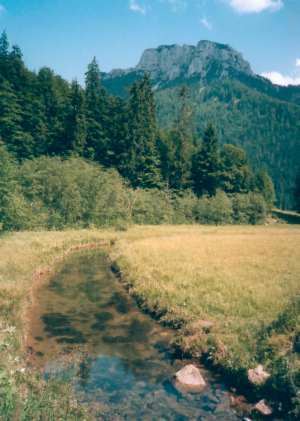 Breeder Icon
 or Photo
 or Stand