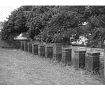 Breeder Icon
 or Photo
 or Stand